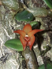 Porpax karikouyensis