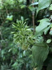 Liparis cordifolia