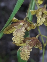 Dendrobium cymatoleguum
