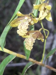 Dendrobium cymatoleguum
