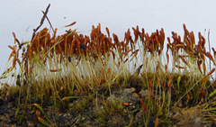 Trematodon suberectus