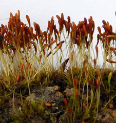 Trematodon suberectus