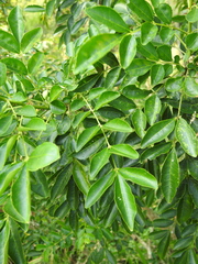 Zanthoxylum avicennae