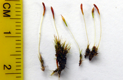 Trematodon suberectus