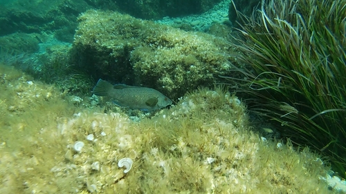 Labrus merula