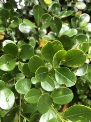 Ilex maximowicziana