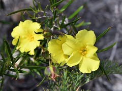 Hibbertia striata