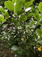 Ilex maximowicziana