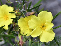 Hibbertia striata