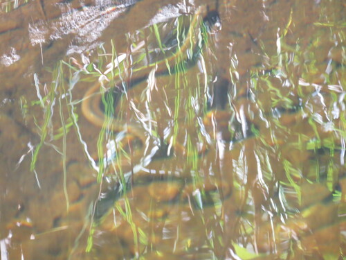 Macleay's Water Snake sighting