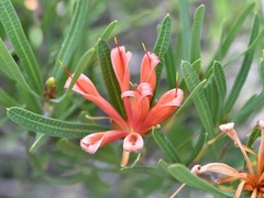 Lambertia multiflora multiflora