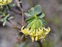 Pimelea sulphurea