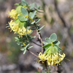Pimelea sulphurea