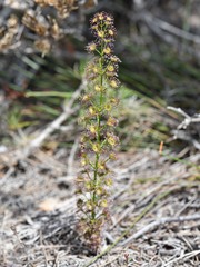 Drosera porrecta
