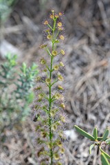 Drosera porrecta