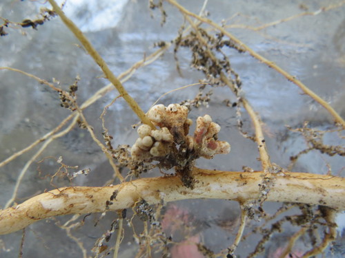 Rhizobium (Rhizobium leguminosarum)