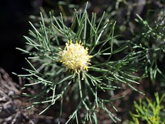 Petrophile seminuda