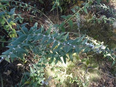 Lithospermum macromeria