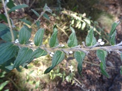 Lithospermum macromeria