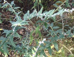 Lithospermum macromeria