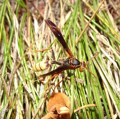 Mischocyttarus navajo