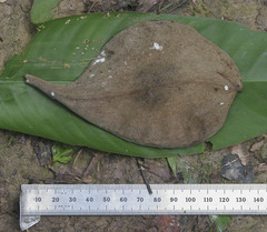 Aspidosperma