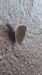 Zizina otis labradus