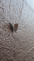 Zizina otis labradus