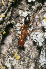 Ampulex ferruginea