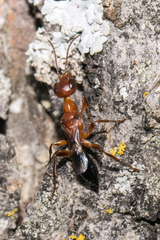 Ampulex ferruginea