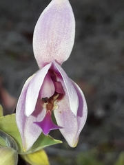 Spathoglottis
