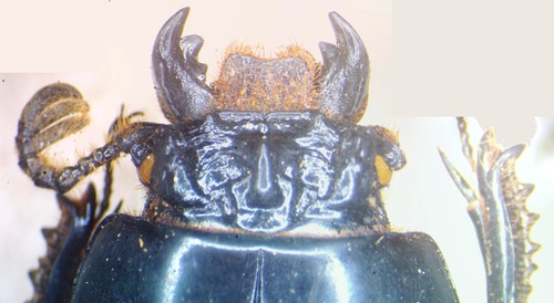 Ogyges laevissimus