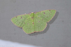 Lissochlora