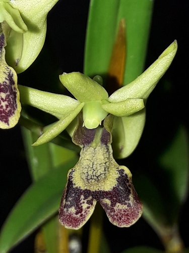 Poissonianum Orchid