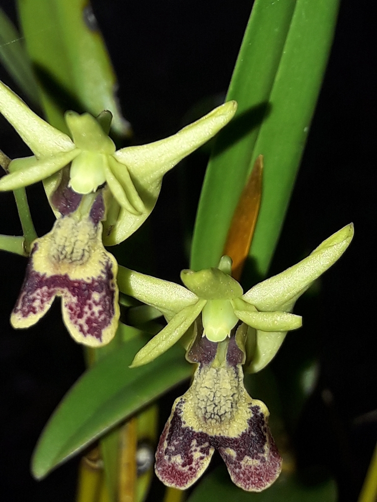 Dendrobium poissonianum Schltr. 4