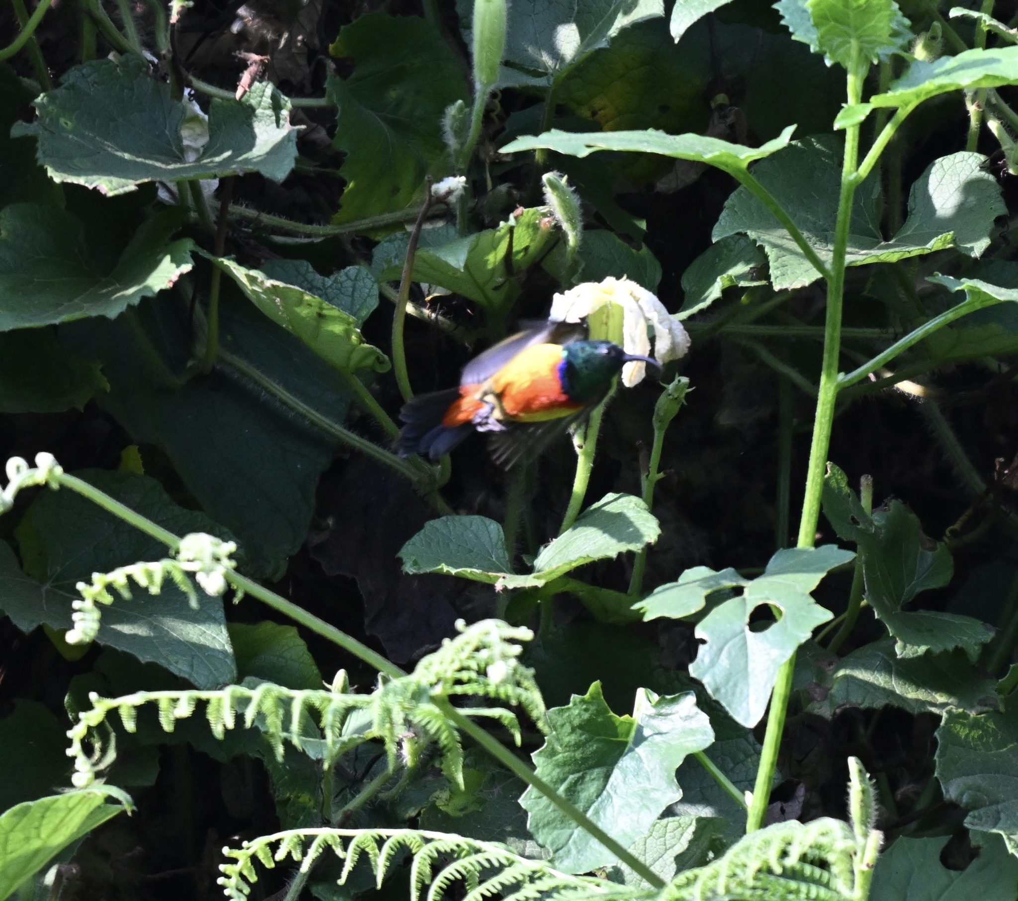 Regal Sunbird (Cinnyris regius), photo 3