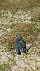 Cladorhynchus leucocephalus