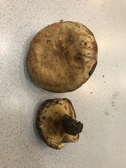 Paxillus ammoniavirescens