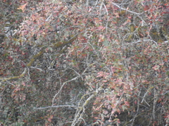 Pistacia terebinthus palaestina