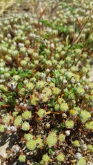 Angianthus