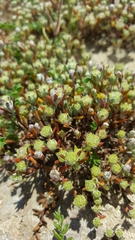 Angianthus