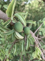 Ximenia americana microphylla