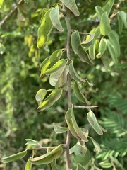 Ximenia americana microphylla
