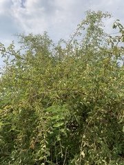 Ximenia americana microphylla