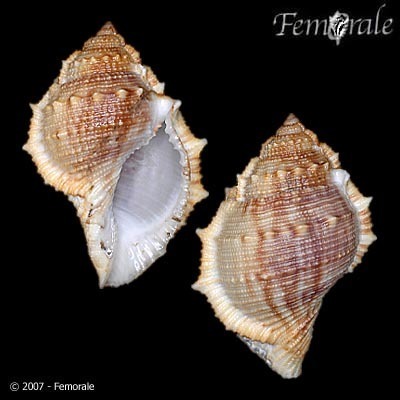 Bufonaria