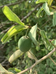 Ximenia americana microphylla
