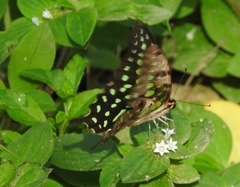 Graphium agamemnon