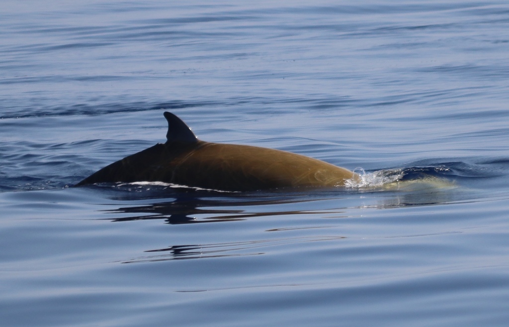 Cuvier's beaked whale back and dorsal fin breaking calm water