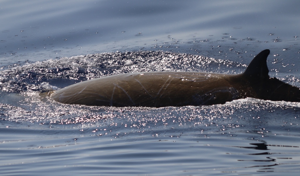 Dark Cuvier's beaked whale rolling at the surface, dorsal fin visible