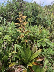 Guzmania plumieri